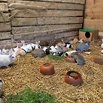 乌雷斯蒂乡村民宿 *