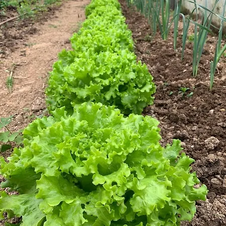 בית כפרי Urresti